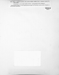Naeviopsis carneopallida image